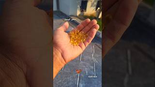 Giving Fish Capsule to Roosters 💊aseel youtubeshorts aseellovers [upl. by Merla235]