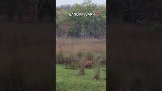 Bandhavgarh ka sabse bada tiger 🐯 Bajrangtrending viral video wildlifetigersafari viral tiger [upl. by Mickie944]