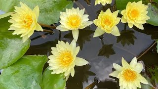 Result Of The Lotus  Water Lily Plant Which I Ordered Online LotusWaterlily [upl. by Stedt]