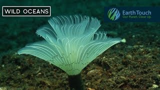 Feather duster worm emerges from hideout [upl. by Sibilla636]