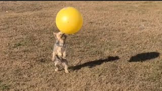 Rylie’s Talented Tricks with the Big Yellow Ball yorkies soccer viralvideo football Rylie [upl. by Kcireddor]