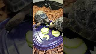 🐢 Aldabra tortoise babies competitive eating [upl. by Allenotna]