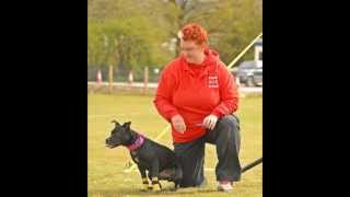 Staffordshire Bull Terrier Sporting Club Italia  EU Cup 2013 [upl. by Lenard]