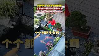 阿姨吆喝一声准备喂鱼，拿出勺子的那一刻就知道事情不简单…… 搞笑鱼 萌宠 [upl. by Luedtke]