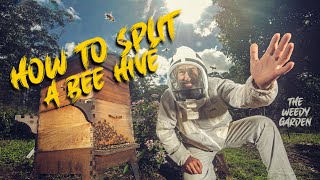 HOW TO SPLIT A BEE HIVE  And relocate your bees [upl. by Teews142]