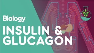 Insulin and Glucagon  Physiology  Biology  FuseSchool [upl. by Ayhtnic714]