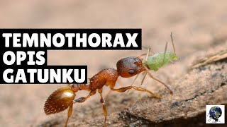 TEMNOTHORAX SP  OPIS GATUNKOWY [upl. by Anivlem682]