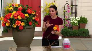 Cottage Farms 1Piece Rio Samba Rose Live Plant on QVC [upl. by Chretien953]