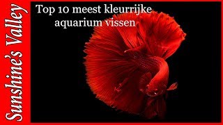 Top 10 meest kleurrijke zoetwater aquariumvissen  Aquarium Sunshine Valley [upl. by Aihceyt762]