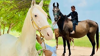 Horse lovers  Chak No 94 jb Gojra [upl. by Marian]