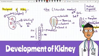 Development of Kidney [upl. by Idyh]