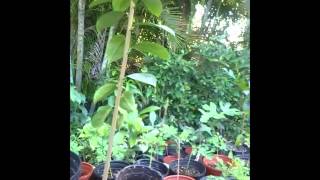 How to plant Soursop trees in containers [upl. by Nataline]