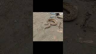 Russell viper snake rescue 🥵 russellviper shorts snakeyoutubeshorts [upl. by Snehpets645]