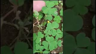 Oxalis plant amazingfacts plants [upl. by Attelliw]