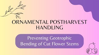 Preventing Geotrophic Bending of Cut Flower Stems [upl. by Maia]