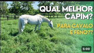 QUAL MELHOR CAPIM PARA CAVALO [upl. by Camille]