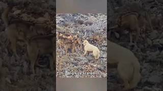 Coyote Encounter Brave Great Pyrenees STANDS FEARLESS [upl. by Yelnik]