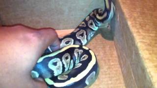 My mystic or mojave ball python [upl. by Jarrett603]