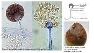 Part 4 Conidiospores Sporangiospore Zygospores Macroconidia microconidia [upl. by Otilopih]