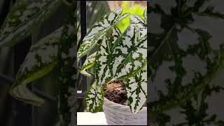 Caladiumviralvideo nature foryou love lovestatus naturegarden gardenlove gardenflowers [upl. by Enaoj]