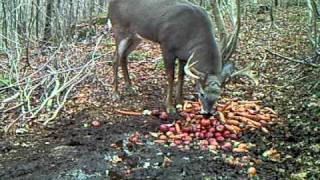 Vidéo du mâle chevreuil récolté [upl. by Aleetha]