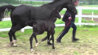 wwwreitschulesandbrinkde SANTO DOMINGO foal Dressage [upl. by Nivej]