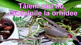 Taiem sau nu radacinile la orhidee [upl. by Oalsinatse]