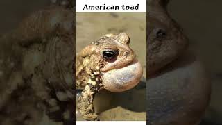 American toad calling sounds shorts [upl. by Aniratak]