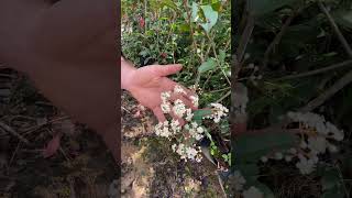 A Photinia dá flor [upl. by Annadiane835]