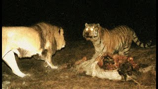 Male siberian tiger want to kill male lion who is provoke him [upl. by Nednarb]