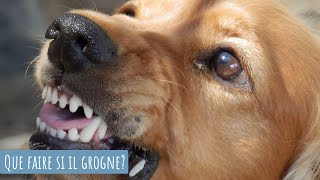 AU SECOURS MON CHIEN GROGNE [upl. by Peltz]