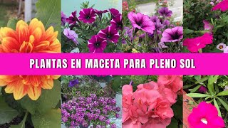 Como TRASPLANTAR plantas en MACETA para PLENO SOL [upl. by Ellene]