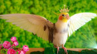 My King Cockatiel Singing and Dancing 🦜👑🌿 [upl. by Auqinimod]