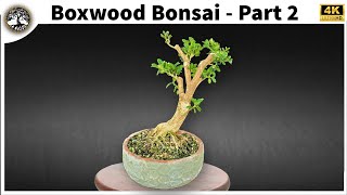 Boxwood Bonsai  Part 2 [upl. by Akerue]