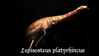 Lepisosteus platyrhincus Florida Gar 19122020 [upl. by Saba]