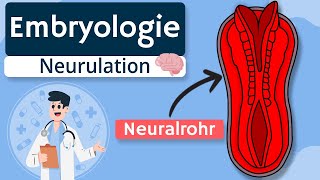 Embryologie  Neurulation einfach erklärt [upl. by Avah]