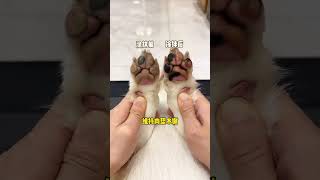 In autumn and winter the pads of cats and dogs feet and noses are dry and cracked so dont fo [upl. by Maximilianus]