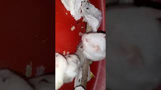 Hamster babies hamsters cutebabies cuteanimalsworld [upl. by Anwahsat576]