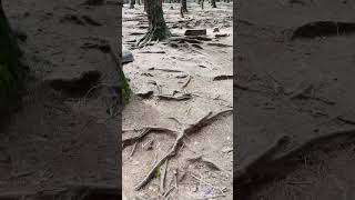 Pine tree forest viralvideo trending shorts tour kodaikanal [upl. by Aicargatla]