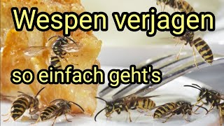 Wespen einfach vertreiben  so einfach geht es [upl. by Carlynn910]