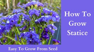 How To Grow Statice  Easy To Grow From Seed [upl. by Llemhar]