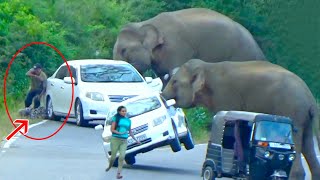 2024s Most Terrifying Wild Elephant Attack Caught On Camera  Watch As Elephant Attacks Car [upl. by Buke]