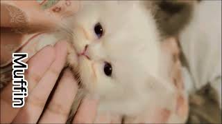 How to deworm your cats  Everything You Need to Know About Deworming Cats  Dr Safeer [upl. by Kafka349]