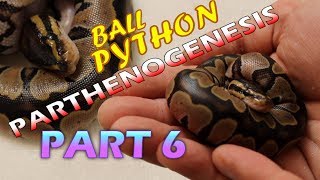 Ball Python Parthenogenesis Part 6 Massing Hatchlings [upl. by Llerehc]