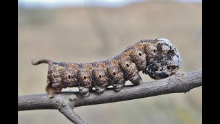 Deathshead Hawk moth caterpillar  Acherontia atropos  Cyprus [upl. by Legnalos]