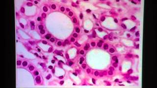 Simple Cuboidal Epithelium [upl. by Zolly]