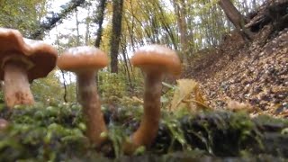 The largest living organism on Earth is the mushroom Armillaria In clip is Armillaria gallica [upl. by Utta965]