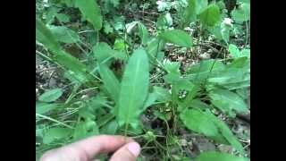 Sorrel  Edible Wild Vegetable [upl. by Alamat]