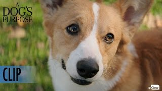 A DOGS PURPOSE  Clip  Maya Tries to get Tino to Chase a Ball [upl. by Eelannej]