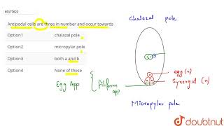 Antipodal cells are three in number and occur towards [upl. by Beard251]